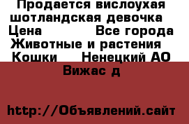 Продается вислоухая шотландская девочка › Цена ­ 8 500 - Все города Животные и растения » Кошки   . Ненецкий АО,Вижас д.